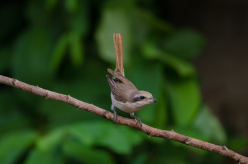 Brown Shrike perching on a branch
