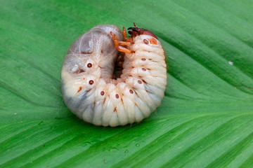 Worm of the Dynastinae on green leaf background