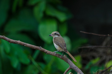 Brown Shrike perching on a branch