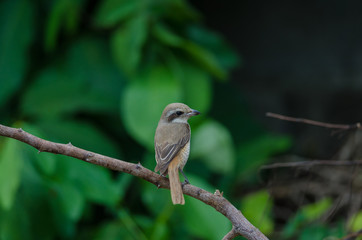 Brown Shrike perching on a branch