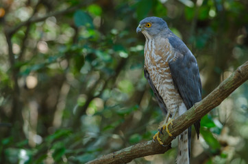 Shikra perching on a branch (Accipiter badius)