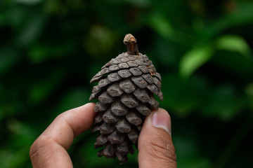 Flowers of pine in hand isolated on green leaf background