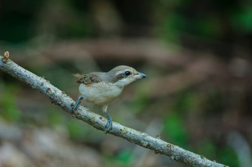 Brown Shrike perching on a branch