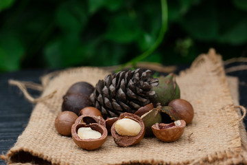 Macadamia fruit with Flowers of pine isolated on green leaf background