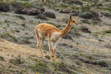 Lonely vicuna in the moor under the gray haze