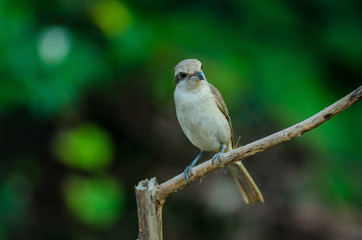Obraz premium Brown Shrike perching on a branch