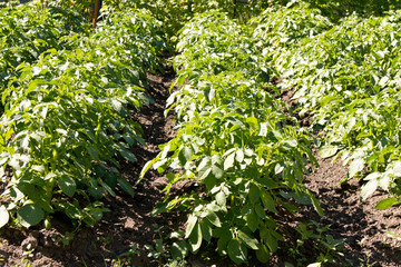 Fototapeta premium Field planted with potatoes. Green potatoes come up. Organic products.