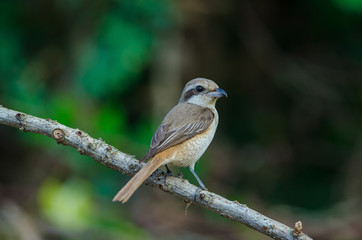 Obraz premium Brown Shrike perching on a branch