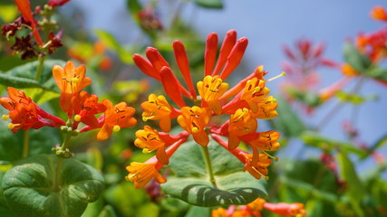 Close up Honeysuckle with two-lipped, tubular scarlet-orange flowers. Lonicera sempervirens ...