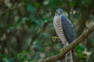 Shikra perching on a branch (Accipiter badius)