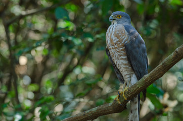 Shikra perching on a branch (Accipiter badius)