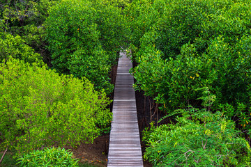 Wooden elevated walkway in green mangrove forest in Thailand