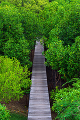 Wooden elevated walkway into green mangrove forest in Thailand