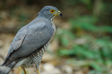 Crested goshawk in the nature