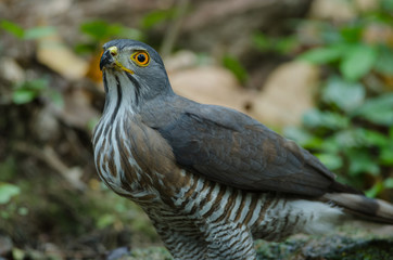 Crested goshawk in the nature