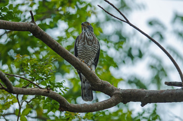 Crested goshawk in the nature