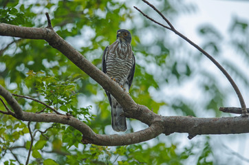 Crested goshawk in the nature