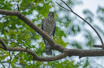 Crested goshawk in the nature
