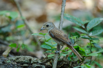 Tiger Shrike standing on a branch in nature