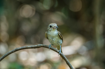 Tiger Shrike standing on a branch in nature