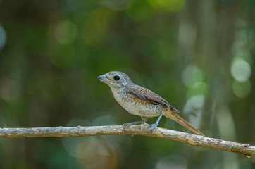Tiger Shrike standing on a branch in nature