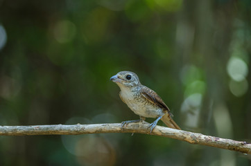 Tiger Shrike standing on a branch in nature