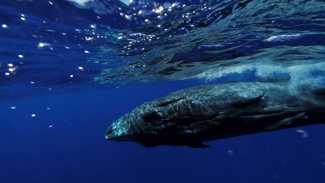 Freediving with sperm whales, tropical water adventures, 