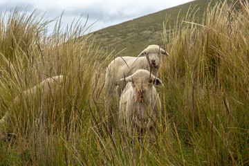 A group of sheep grazes and walks through the field