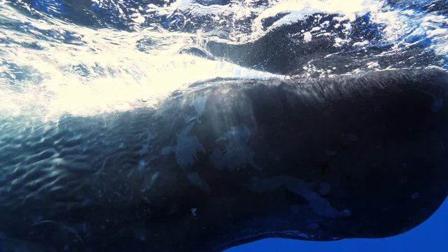 Freediving with sperm whales, tropical water adventures, 