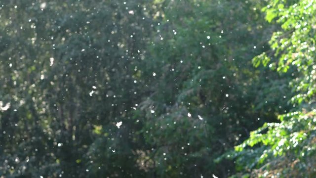 Poplar seeds fly in the wind against the background of green leaves illuminated by the sun. Many white fluff moving in the air flow on a dark green background. Allergy Season backdrop.