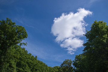 A white fluffy cloud, like the smoke from a Jinn bottle going up on the background of the blue sky, framed as if in a crater by the thick rounded crowns of green trees below