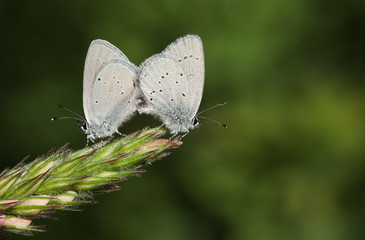 A mating pair of rare Small Blue Butterfly, Cupido minimus, perching on the tip of a Sainfoin, onobrychis, flower.