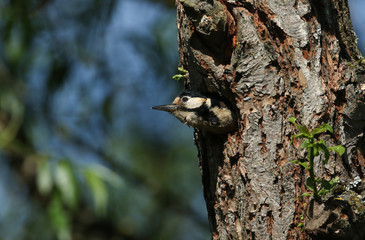A pretty female Great spotted Woodpecker, Dendrocopos major, emerging from its nesting hole in a Willow tree.