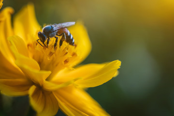 Close-up photos of bees and flowers in the park