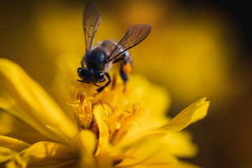 Close-up photos of bees and flowers in the park