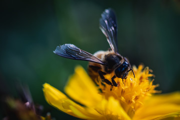 Close-up photos of bees and flowers in the park