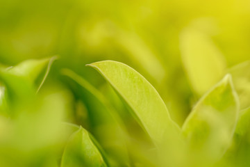 Creative green leaves with abstract background
