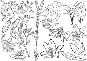 Black and White Exotic Flowers Drawing Set - Outlined Illustration Isolated on White Background, Vector Graphic