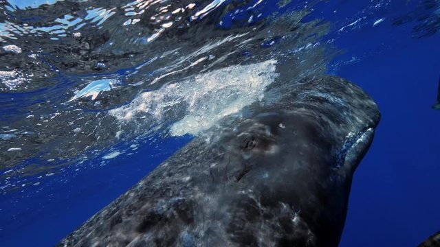Freediving with sperm whales, tropical water adventures, 