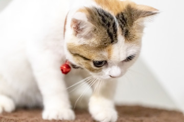 Close up portrait of cute cat.