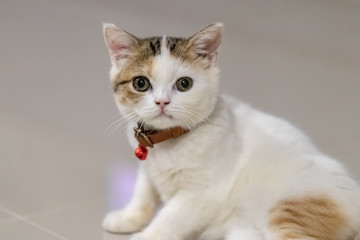 Close up portrait of cute cat.