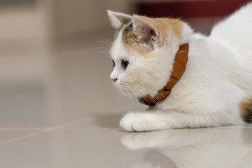 Close up portrait of cute cat.
