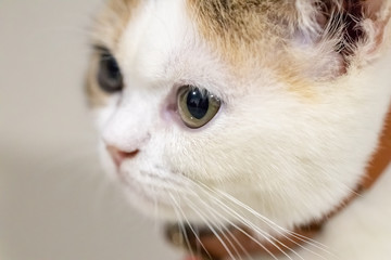 Close up portrait of cute cat.