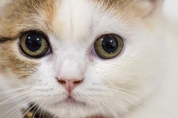 Close up portrait of cute cat.