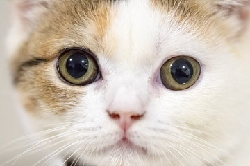 Close up portrait of cute cat.