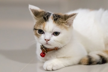 Close up portrait of cute cat.