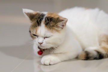 Close up portrait of cute cat.