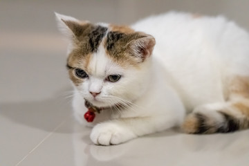 Close up portrait of cute cat.