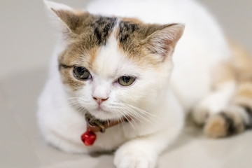 Close up portrait of cute cat.