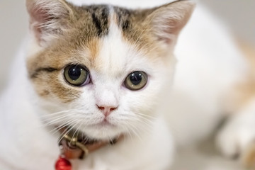 Close up portrait of cute cat.